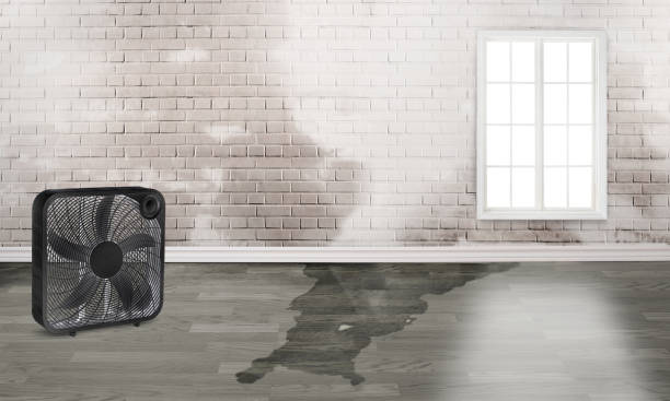 Best Water damage restoration mold remediation  in Hornell, NY